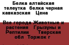 Белка алтайская телеутка, белка черная кавказская › Цена ­ 5 000 - Все города Животные и растения » Грызуны и Рептилии   . Тверская обл.,Торжок г.